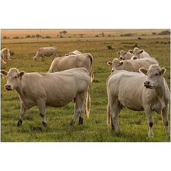 Bœuf charolais 3 ans ref2072 - Hulcoq Label Rouge - livraison 2025