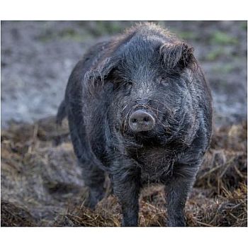 Financement anticipatif Cochon Noir ans - Hulcoq Label Rouge - livraison 2025